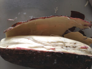 Cut and peel tapioca root for Nyonya tapioca kueh