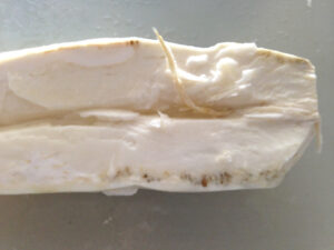 Remove hard core from tapioca root